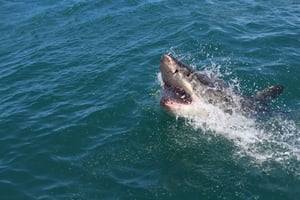 What Do Sharks and Cows Have to Do with Cybersecurity Risks?